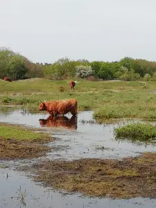 Pat 07 Kennemerduinen